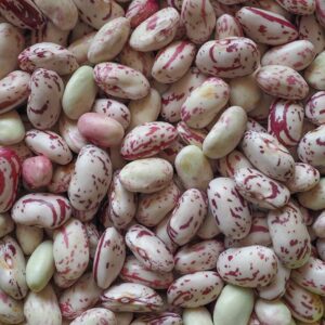 Cranberry Beans