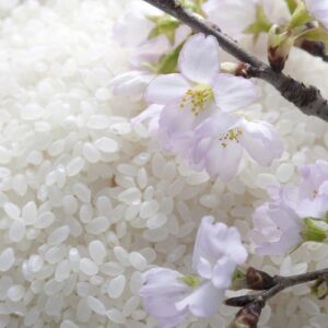 Japonica Rice